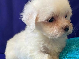 Bichón Habanero perros en Barcelona - Anuncio 16