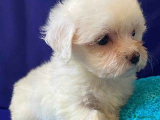 Bichón Habanero perros Bichon Habanero Hembra 6938 de Locaty - AQUANATURA en Barcelona - Anuncio 9