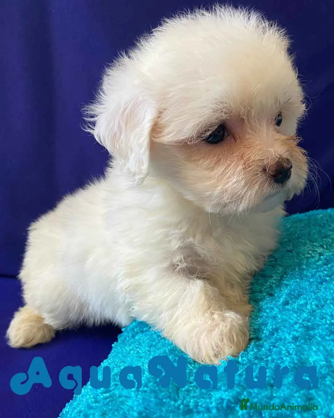 Bichón Habanero perros en venta: Bichon Habanero Hembra 6938 de Locaty - AQUANATURA en Barcelona - Anuncio 1