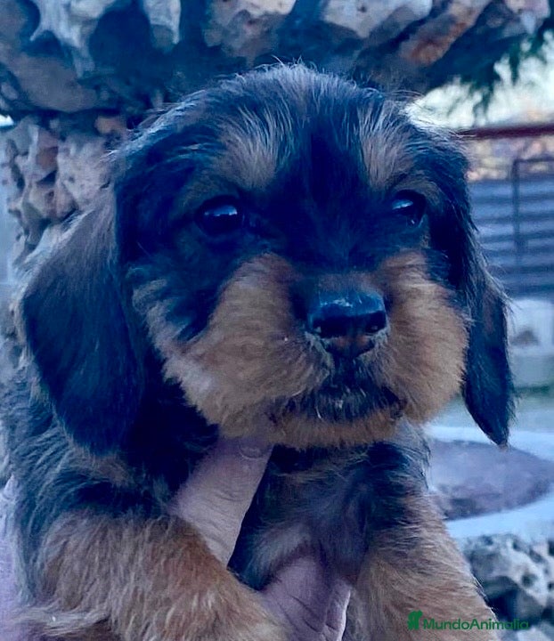 Teckel perros Teckel de pelo duro - Anuncio 1