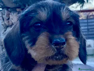 Teckel perros Teckel de pelo duro - Anuncio 1