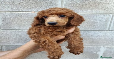 Caniche Toy perros - Propaganda 1