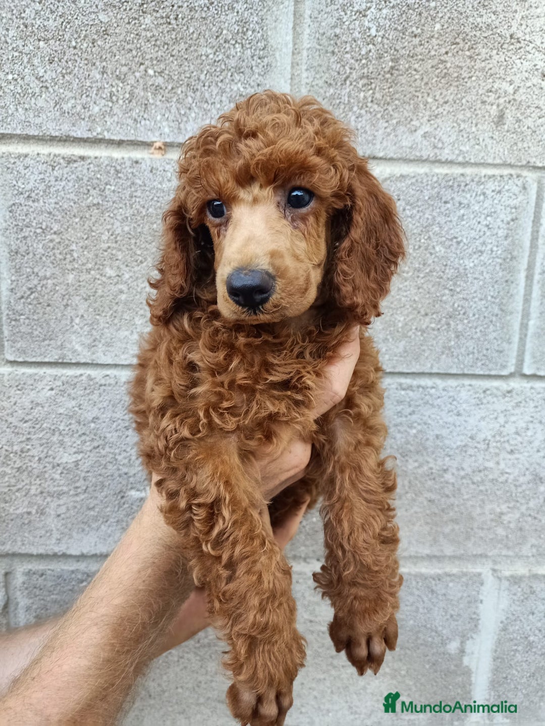 Caniche Toy perros en venta: Estupendos caniches rojos toy - Imagen 3