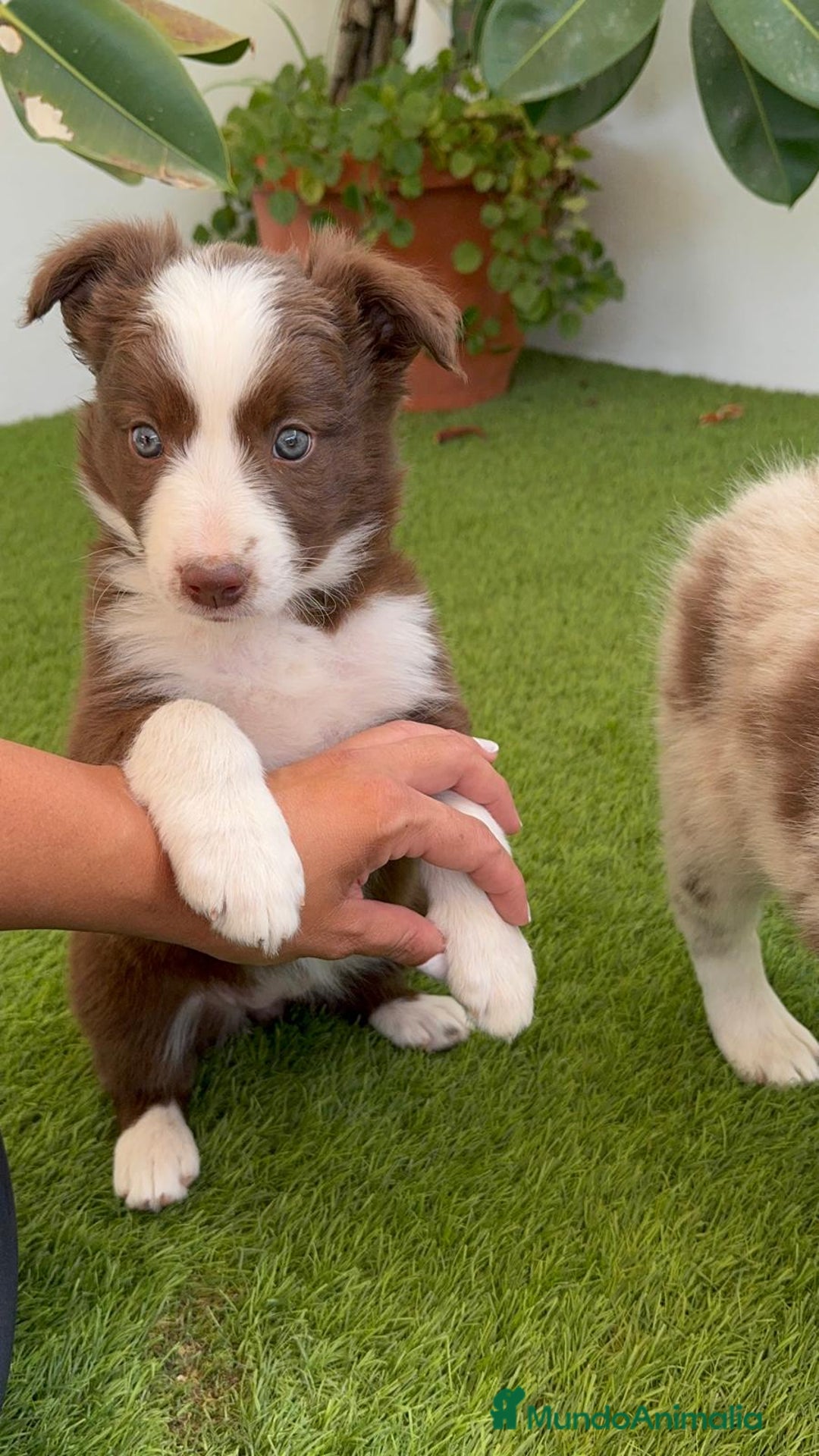 Border Collie perros en venta: BORDER COLLIE HEMBRA  - Imagen 13