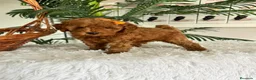 Caniche Toy perros en venta: CANICHE TOY - Anuncio 18