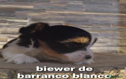 Biewer Yorkshire Terrier a la Pom Pon perros en venta: Biewer macho con pedigree - Imagen 7