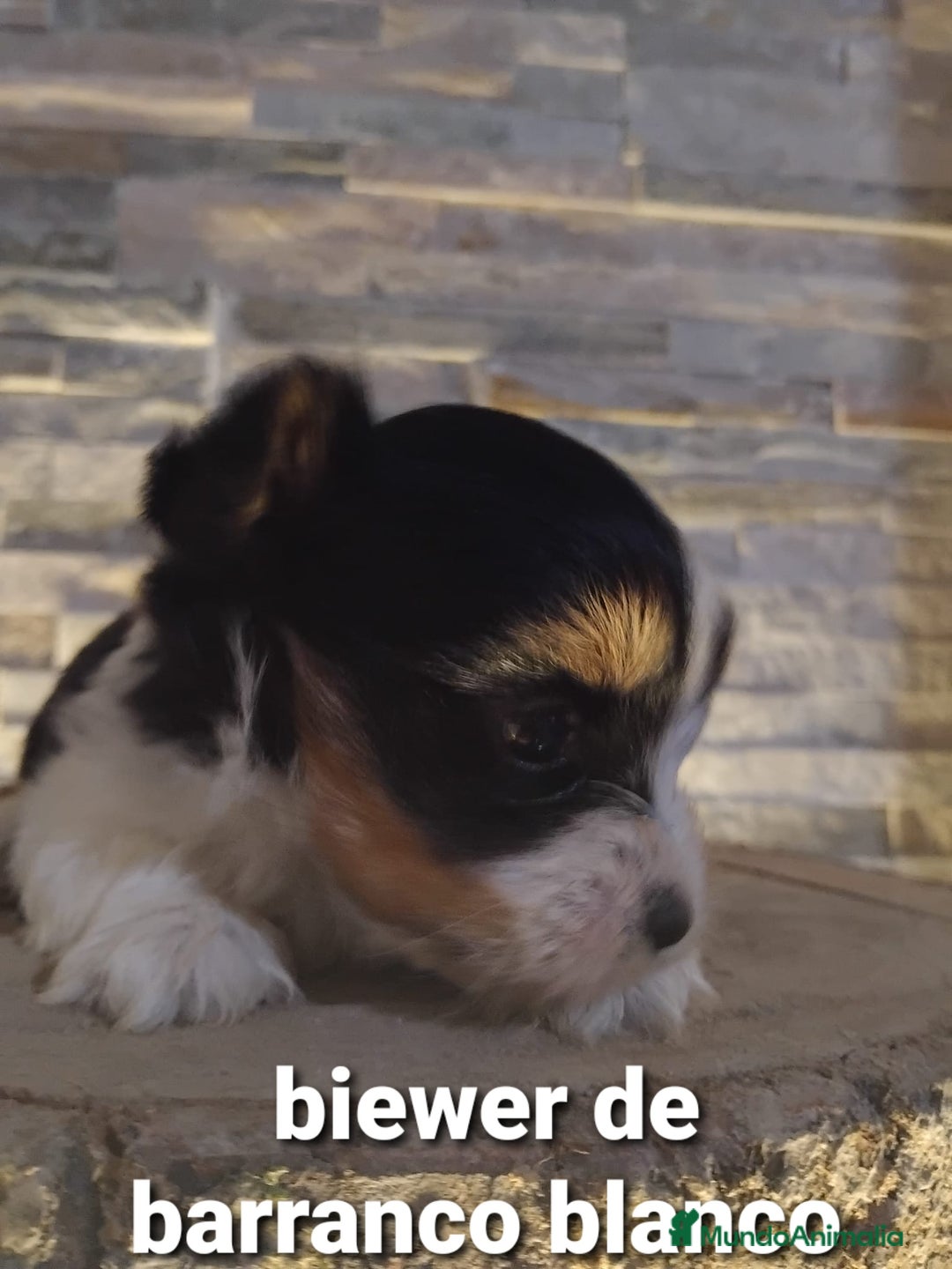 Biewer Yorkshire Terrier a la Pom Pon perros en venta: Biewer macho con pedigree - Imagen 7