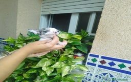 Chihuahua perros en venta: CHIHUAHUA HEMBRA MERLE - Imagen 2