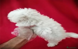 Bichón Maltés perros en venta: Bichon Maltés Americano  - Imagen 3