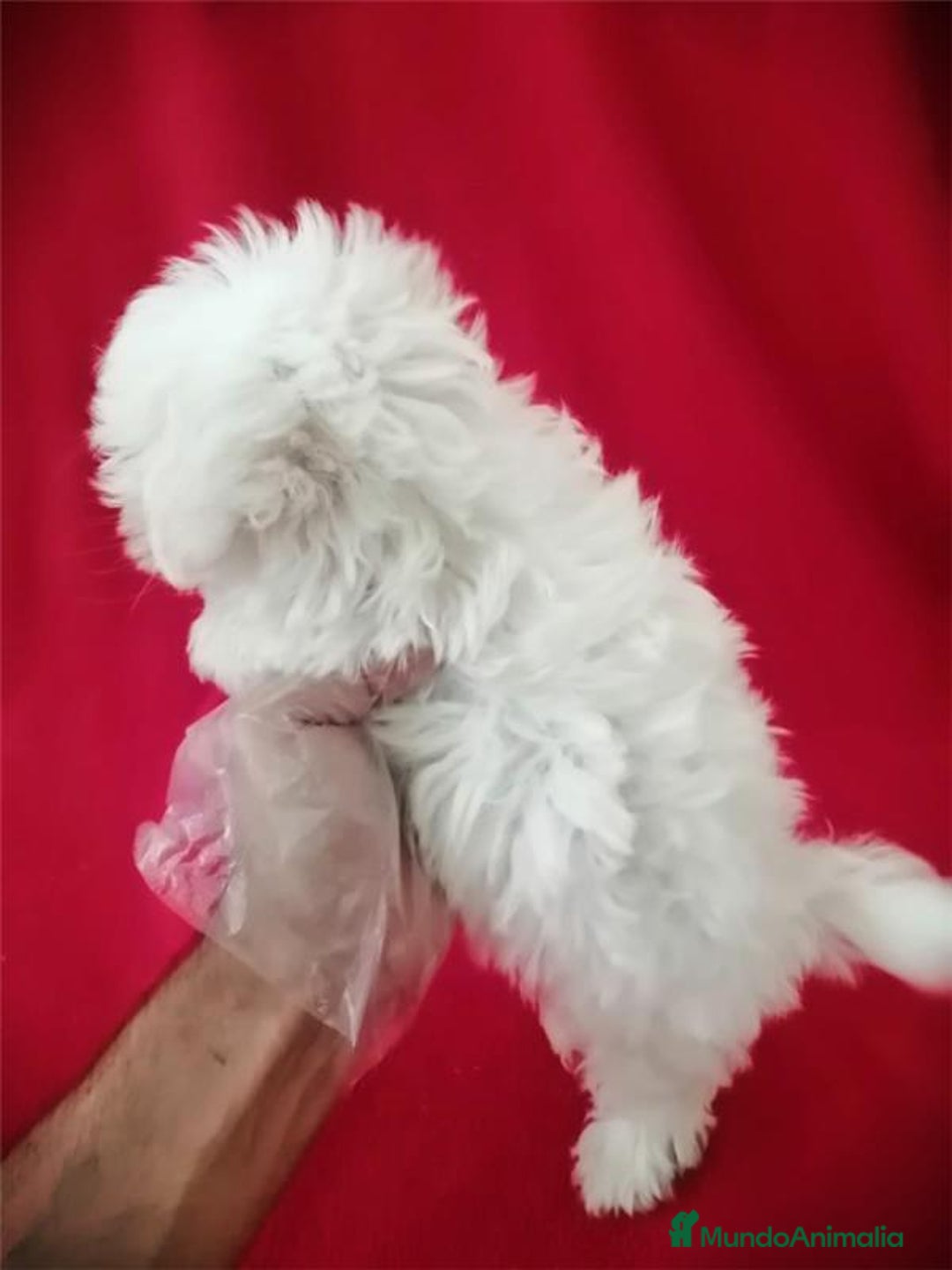Bichón Maltés perros en venta: Bichon Maltés Americano  - Imagen 3