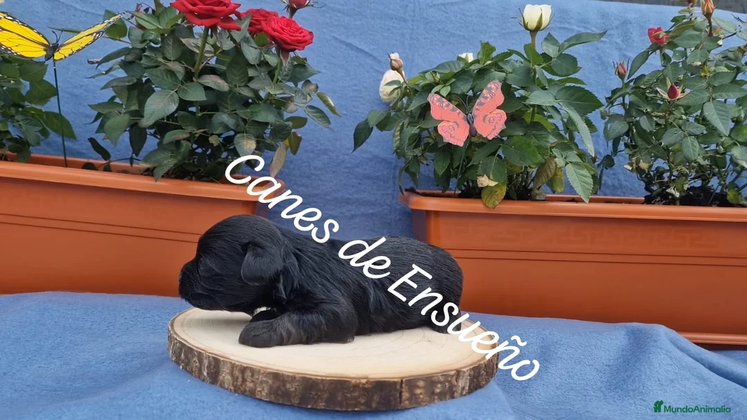 Maltipoo perros en venta: Maltipoo - Anuncio 3