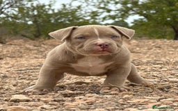 American Bully perros en venta: 💎🐾 CACHORROS AMERICAN BULLY – ¡LA MEJOR LÍNEA! - Imagen 12