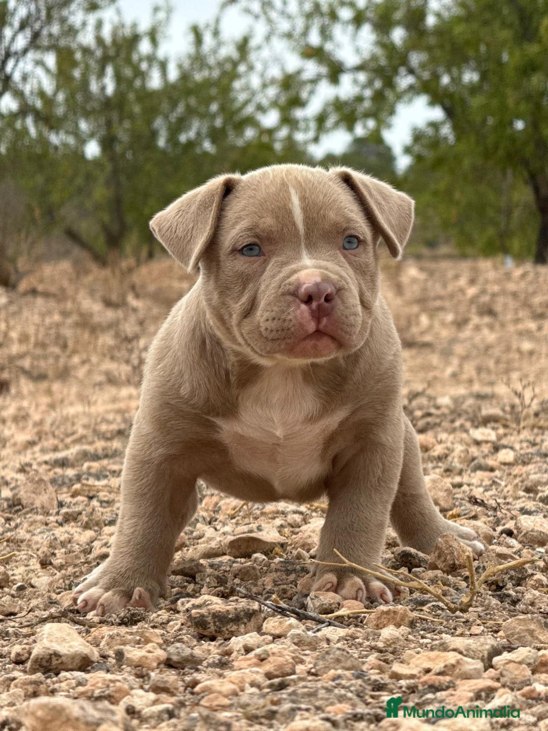 American Bully perros en venta: 💎🐾 CACHORROS AMERICAN BULLY – ¡LA MEJOR LÍNEA! - Imagen 12