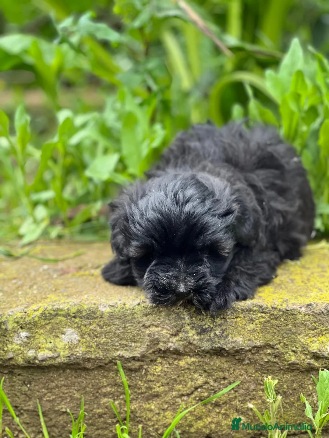Maltipoo perros en venta: MALTIPOO TOY HEMBRA NEGRA DISPONIBLE en Barcelona - Anuncio 3