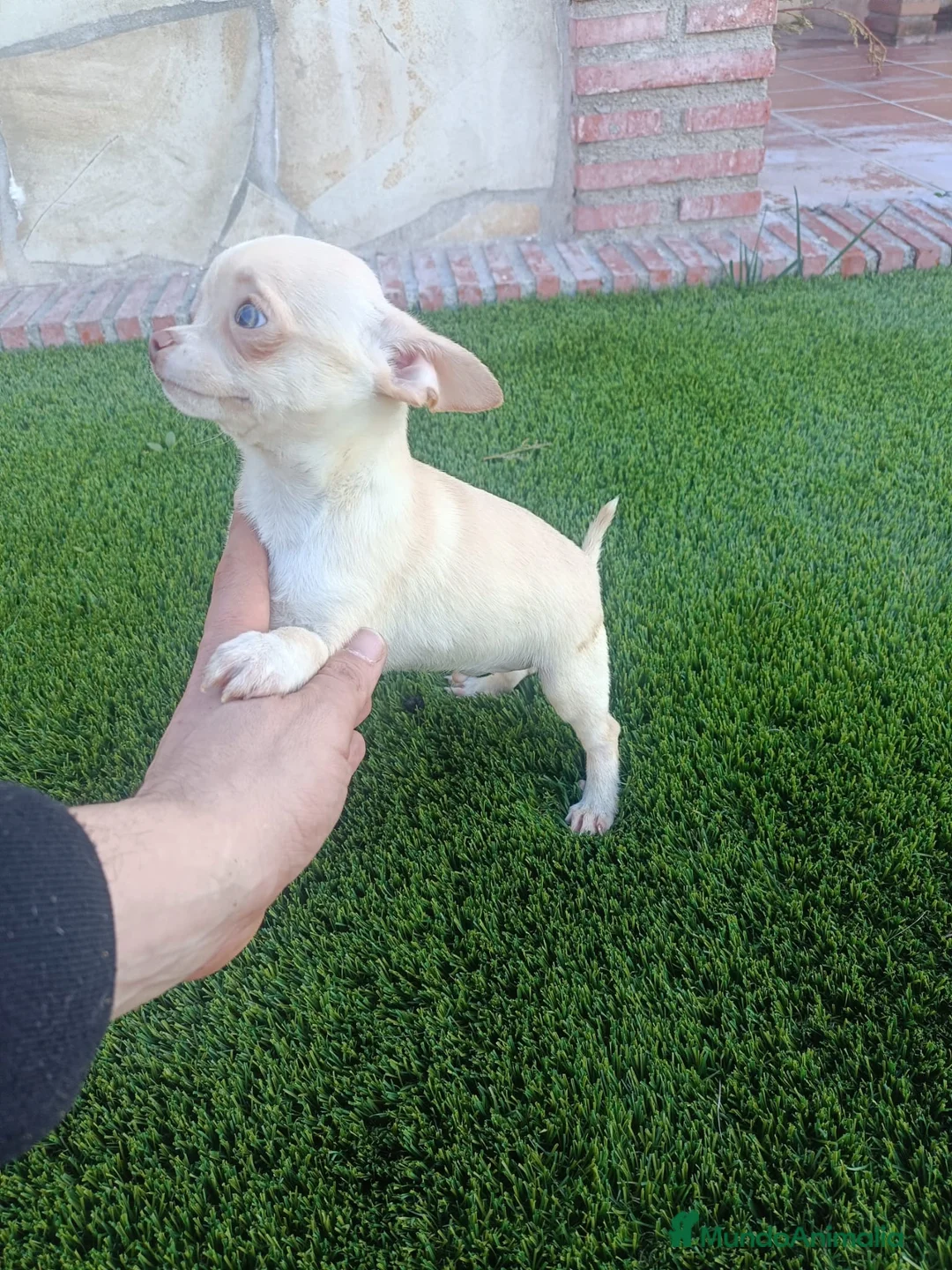 Chihuahua perros en venta: Chihuahuas  - Anuncio 4