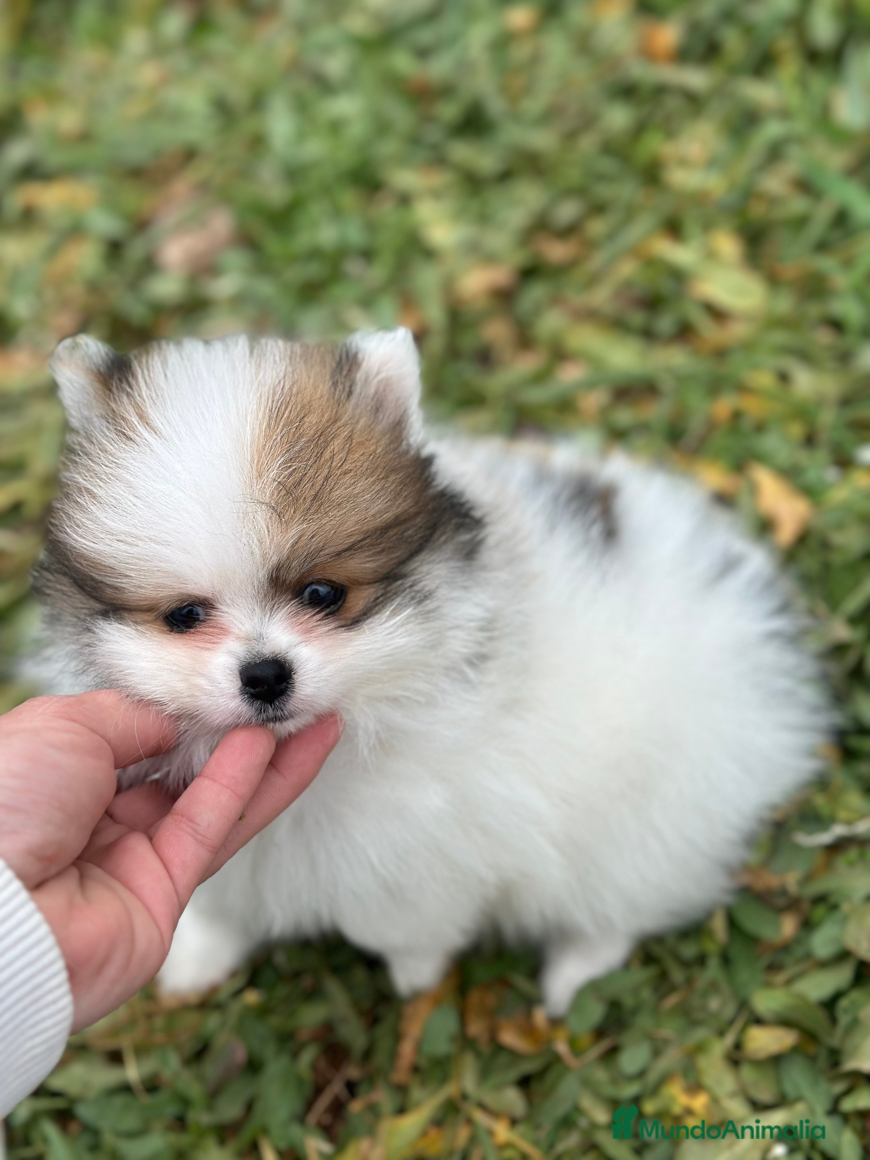 Pomerania perros POMERANIA MINITOY HEMBRAS ESPECTACULARES! en Barcelona - Anuncio 2