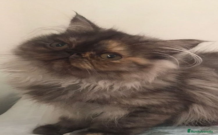 Persa gatos - Anuncio 12