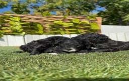 Caniche Toy perros en venta: CANICHE TOY - Imagen 17