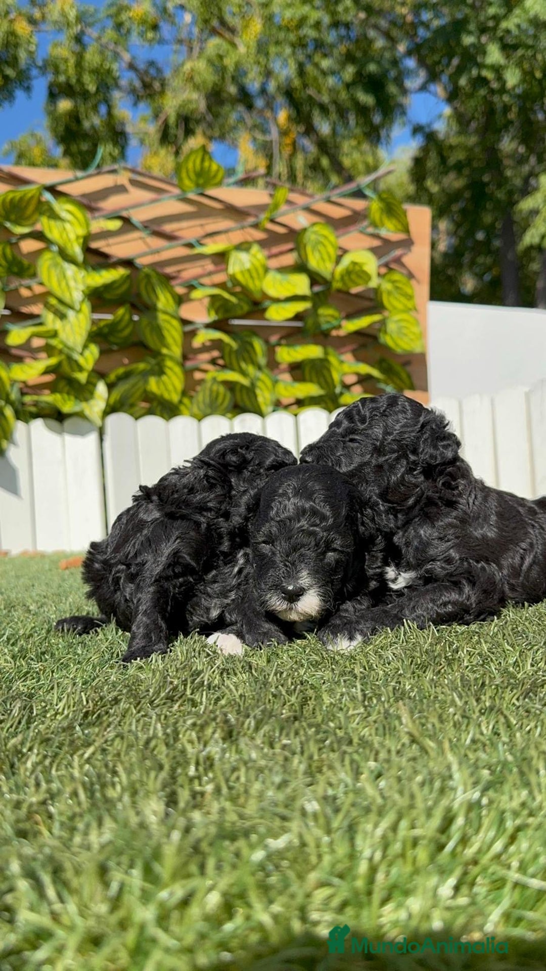 Caniche Toy perros en venta: CANICHE TOY - Imagen 17