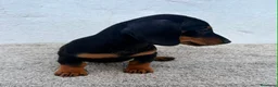 Teckel Miniatura perros en venta: Teckel kaninchen  - Anuncio 4