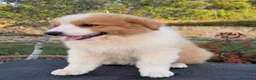 Pastor Australiano perros en venta:  Bahia de Txingudi Pastor Australiano  - Anuncio 1