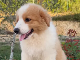 Pastor Australiano perros Bahia de Txingudi Pastor Australiano - Anuncio 1