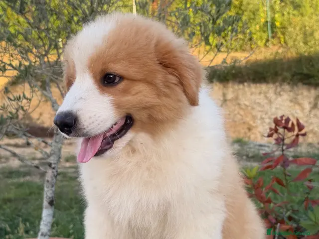 Pastor Australiano perros Bahia de Txingudi Pastor Australiano - Anuncio 3