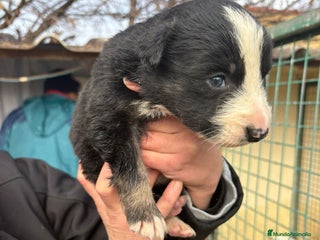 Border Collie perros Cachorro de Border Collie macho negro - Anuncio 1