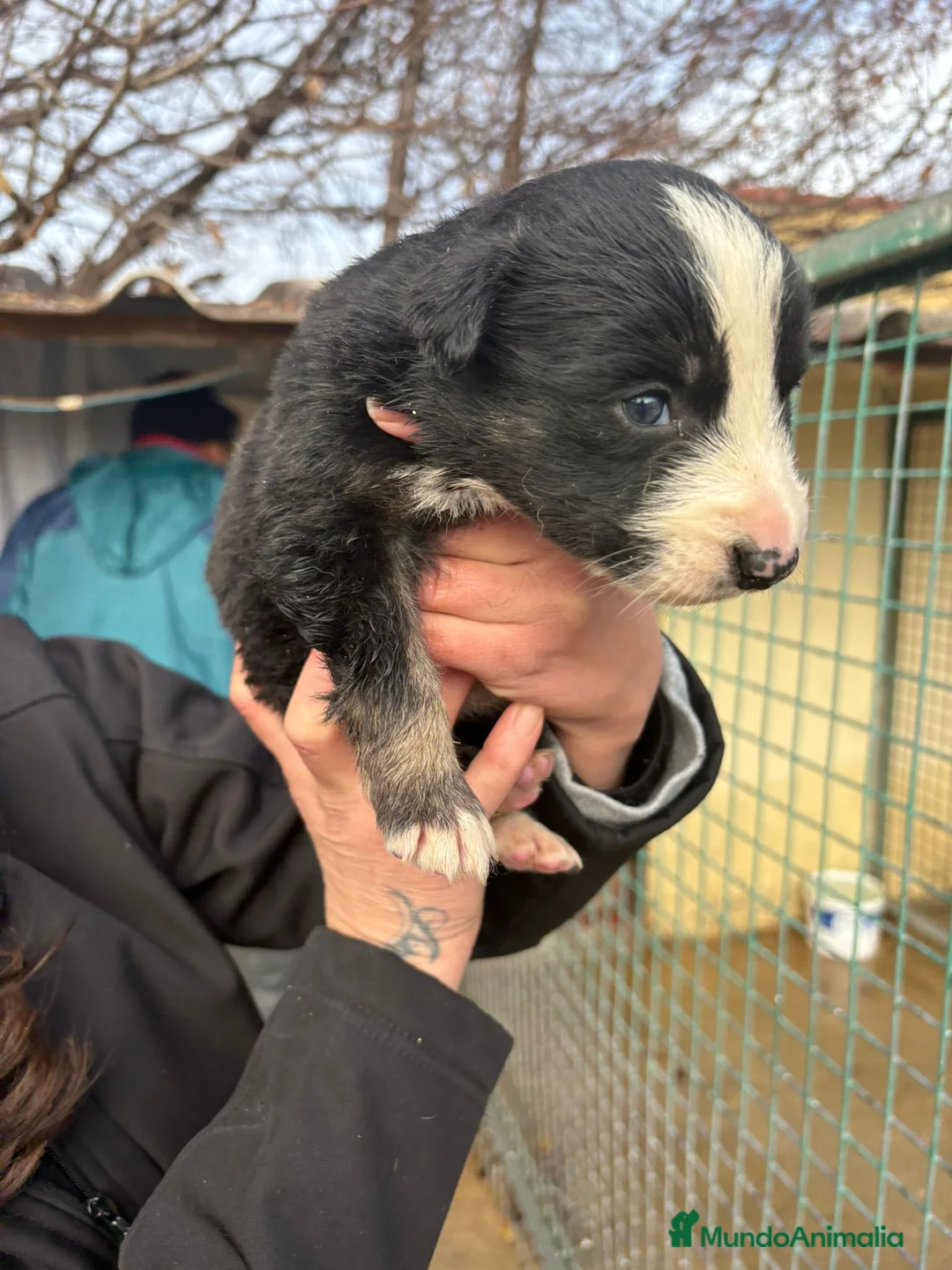 Border Collie perros en venta: Cachorro de Border Collie macho negro  - Anuncio 1