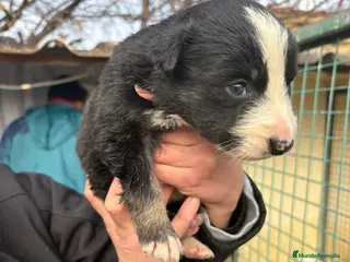 Border Collie perros Cachorro de Border Collie macho negro - Anuncio 14