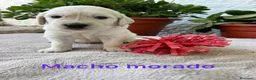 Golden Retriever perros en venta: Golden Retriever - Anuncio 3