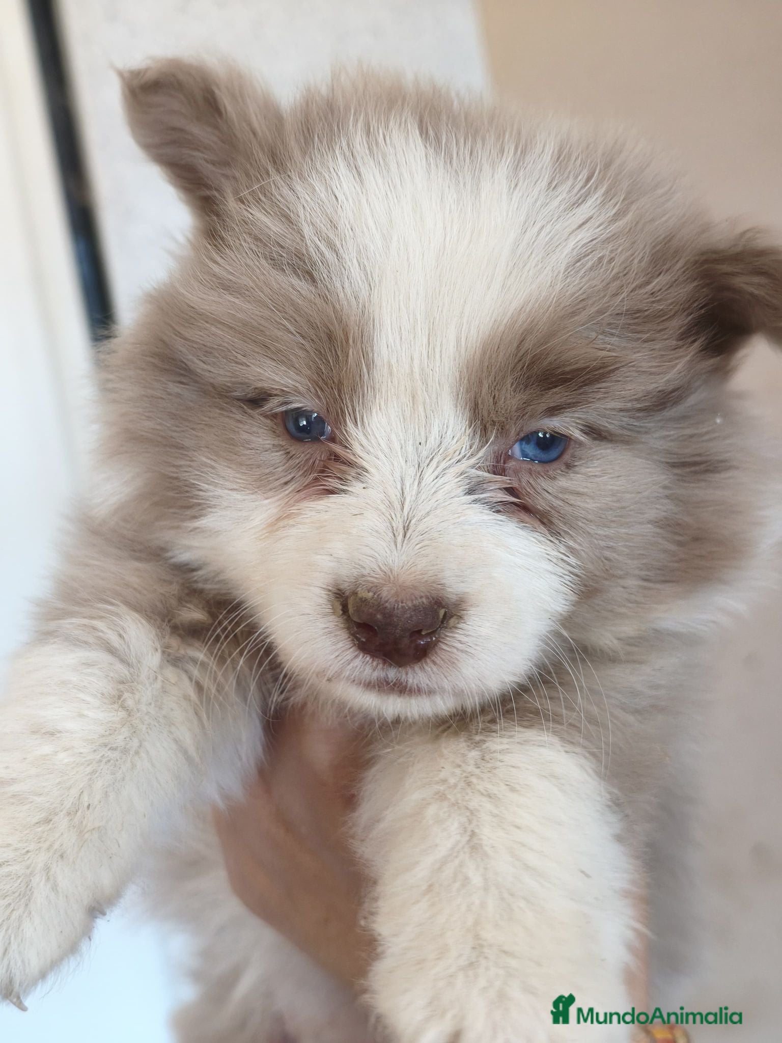 Border Collie perros Border collie bicolor macho  - Anuncio 1