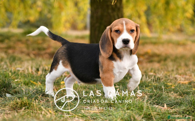 Beagle perros - Anuncio 1