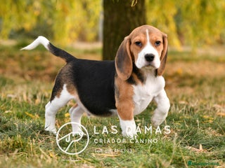 Beagle perros - Anuncio 5