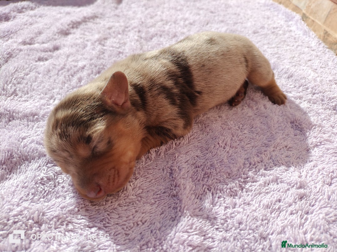 Teckel Miniatura perros en venta: Disponibles cachoros de teckel arlequines  - Anuncio 2