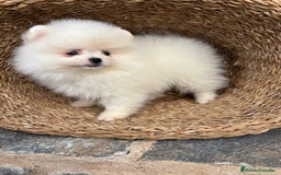Pomerania perros en venta: Pomerania blanco toy para diciembre !! - Anuncio 5