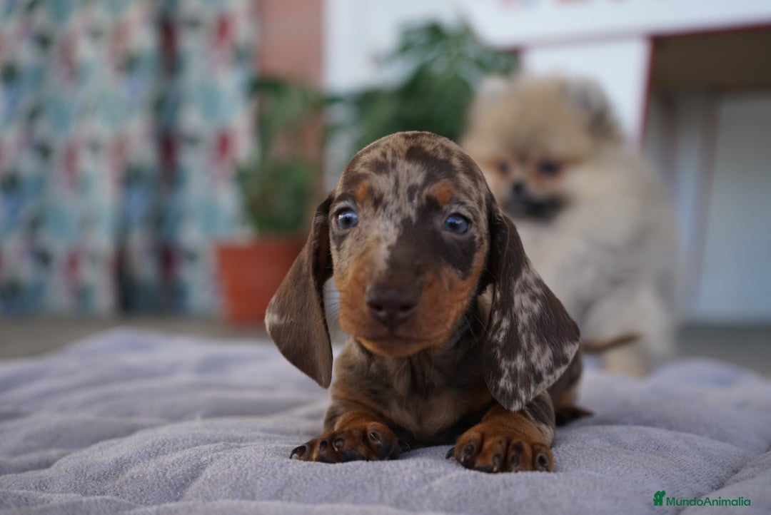 Teckel perros en venta: 🤎 Kodat, Byron y Curry – Teckel miniatura  🐾 - Imagen 2