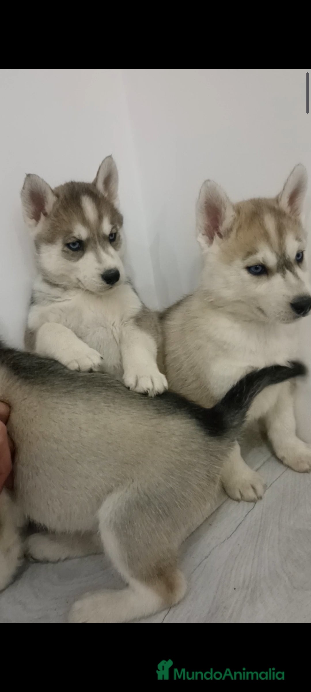 Husky Siberiano perros en venta: Cachorros husky siberianos  - Anuncio 10