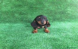 Teckel Miniatura perros en venta: TECKEL MINIATURA  - Imagen 1