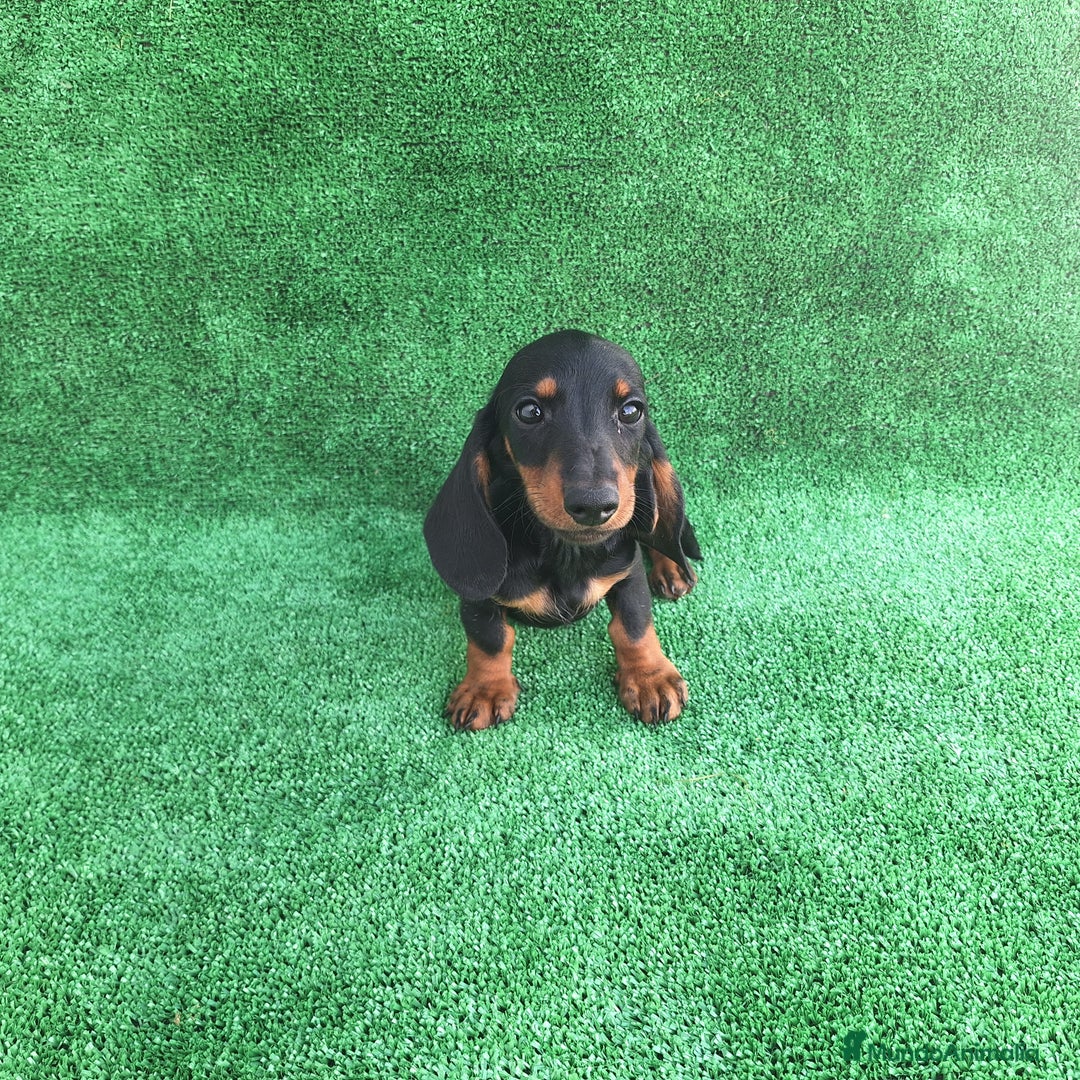 Teckel Miniatura perros en venta: TECKEL MINIATURA  - Imagen 1