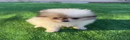 Pomerania perros en venta: Cachorritos Pomerania  - Anuncio 2