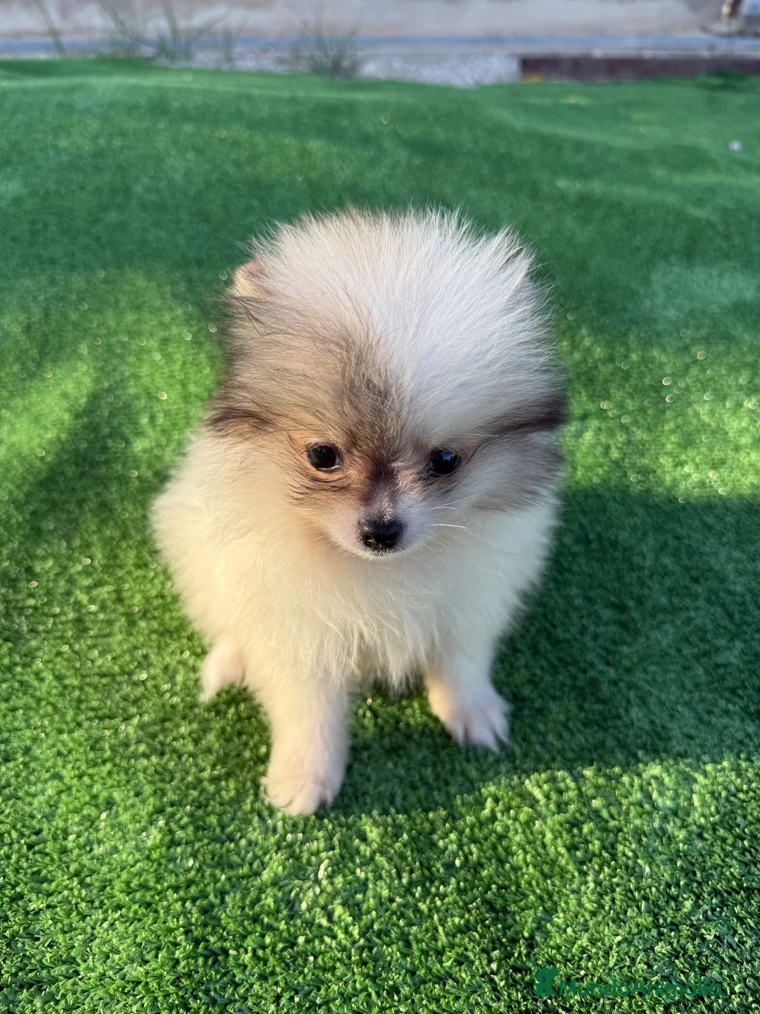 Pomerania perros en venta: Cachorritos Pomerania  - Anuncio 2