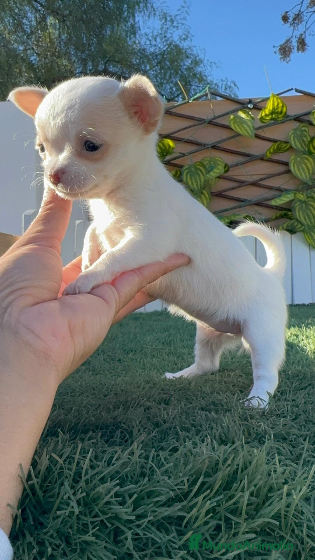 Chihuahua perros en venta: CHIHUAHUA HEMBRA - Anuncio 4