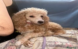 Caniche Toy perros en venta: Caniche toy - Imagen 8