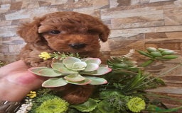 Caniche Toy perros en venta: CAMADA DE CANICHE TOY  - Imagen 3