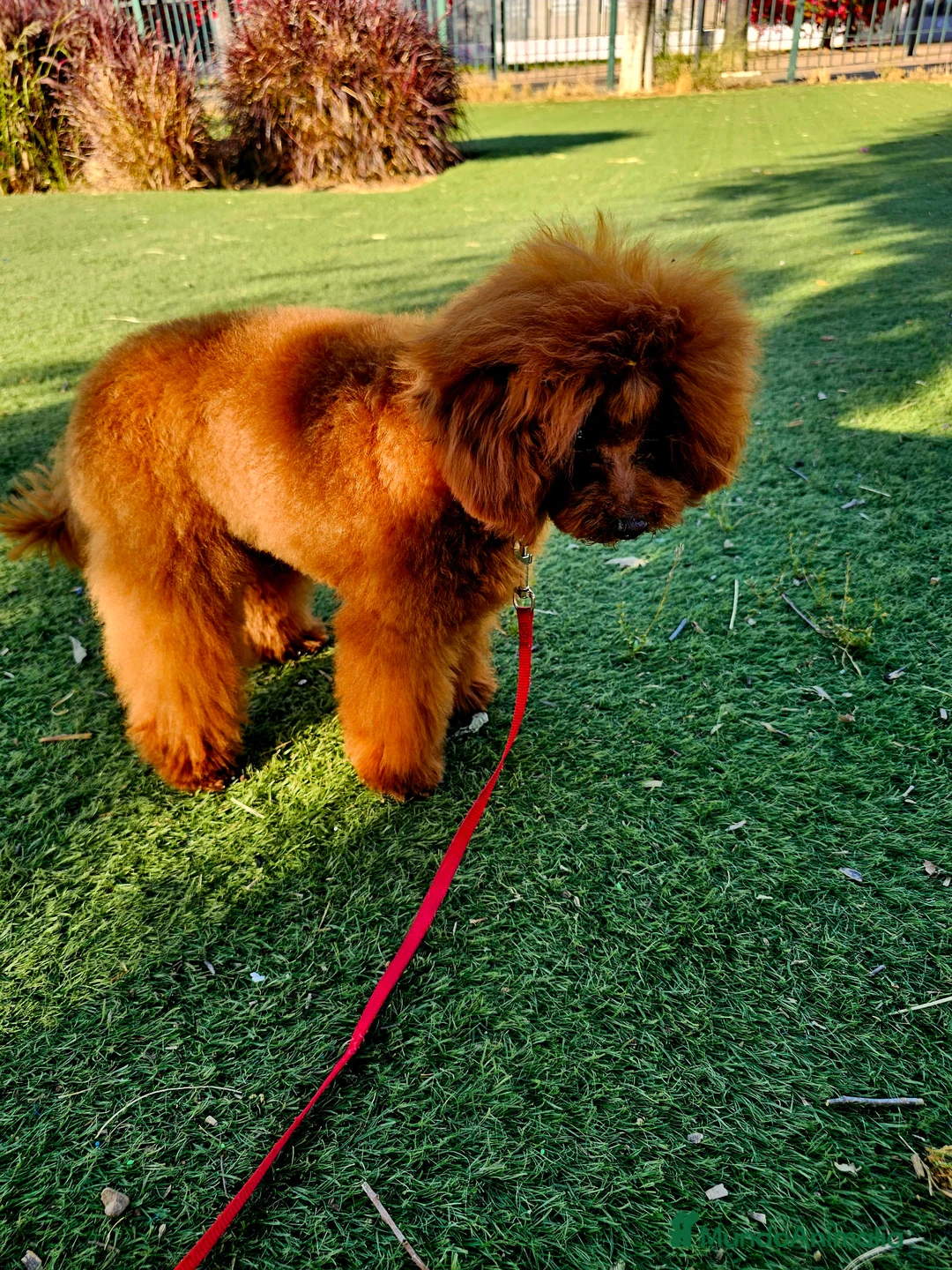 Caniche Toy perros para monta: MONTA CANICHE TOY ROJO PIMIENTON ASIÁTICO  en Sevilla - Anuncio 5