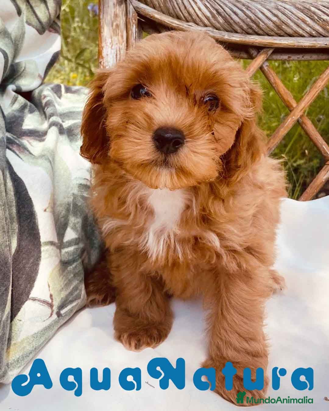 Caniche Enano perros  Havapoo Hembra de Haya y Alejo 6890 en Barcelona - Anuncio 20