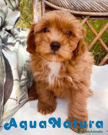 Caniche Enano perros en Barcelona - Anuncio 3