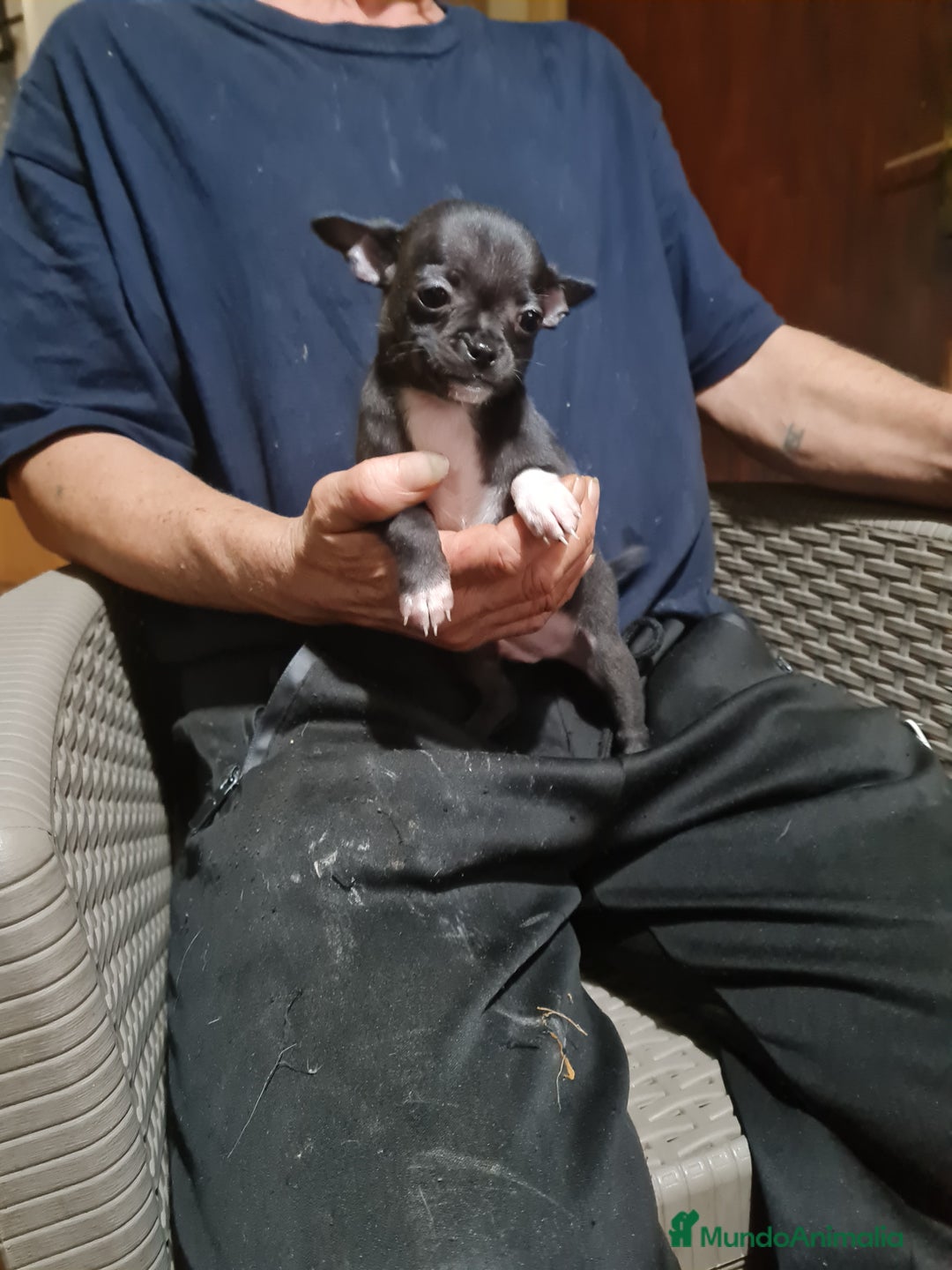 Chihuahua perros en venta: Chihuahua  toy - Imagen 17