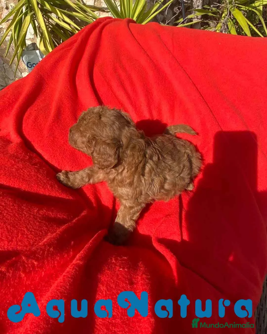 Caniche Toy perros en venta: Caniche Macho 7351 de Camila - AQUANATURA en Barcelona - Anuncio 8